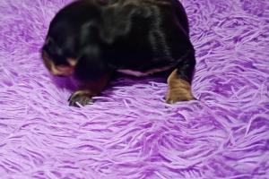 Mascotas Sin datos  Salchichas